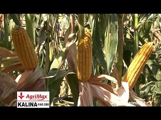 AgriMax – hibrid kukuruza Kalina_384_24.01.2015.