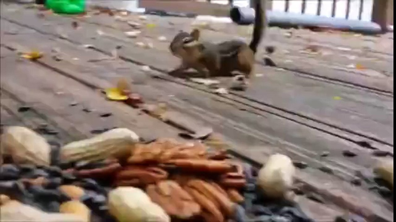 I Have Never Seen Anybody As Hungry As This Sweet Chipmunkl!!