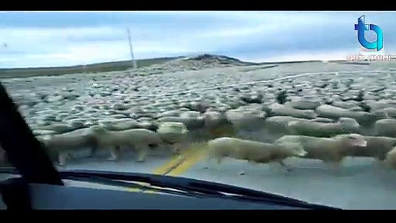 ایسی کمال کی ویڈیو آپ نے پہلے زندگی میں کبھی نہیں دیکھی ہوگی.