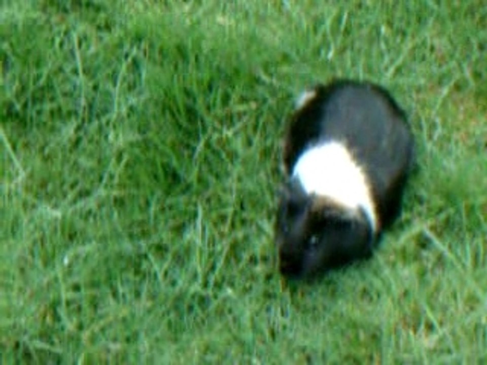 Mon cochon dinde