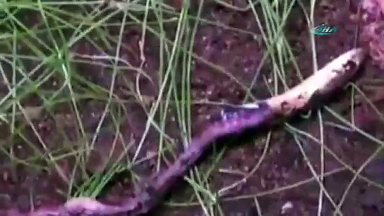 Yılan mı yoksa devasa kırkayak mı ?