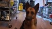 Funny Video German Shepherd Dog Gets Epic Bath Sad Cute and Very Funny _