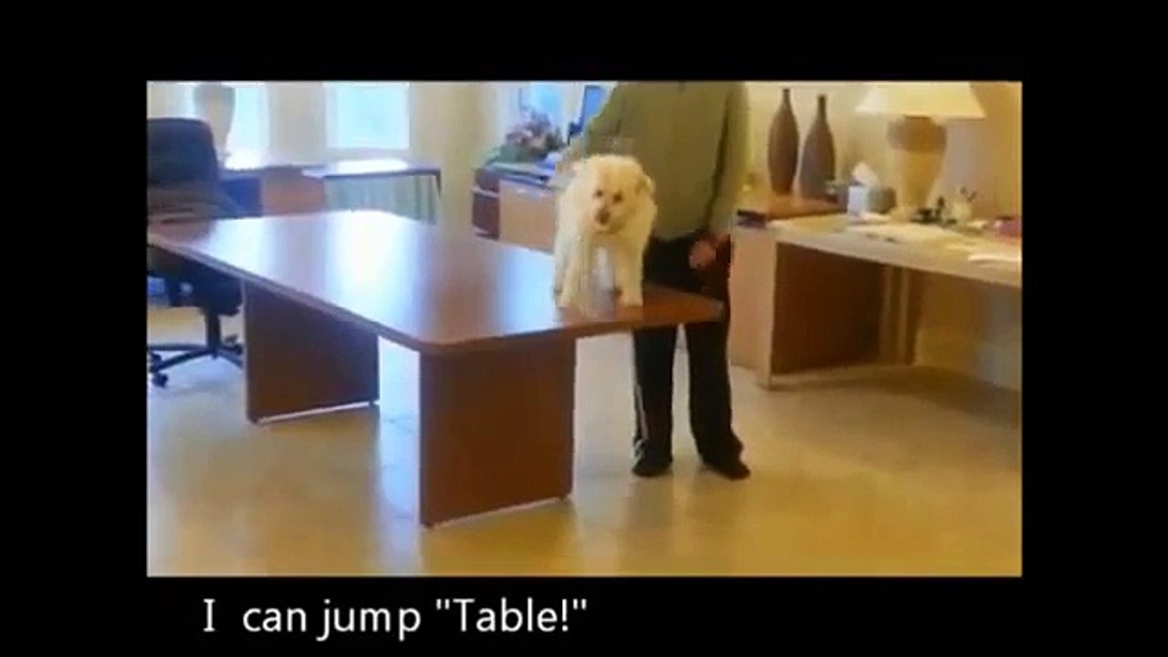 funny videos - FUNNY DOG HOT VIDEOS Animal Funny Video 2015