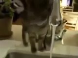 Funny videos Funny Cats drink water new _