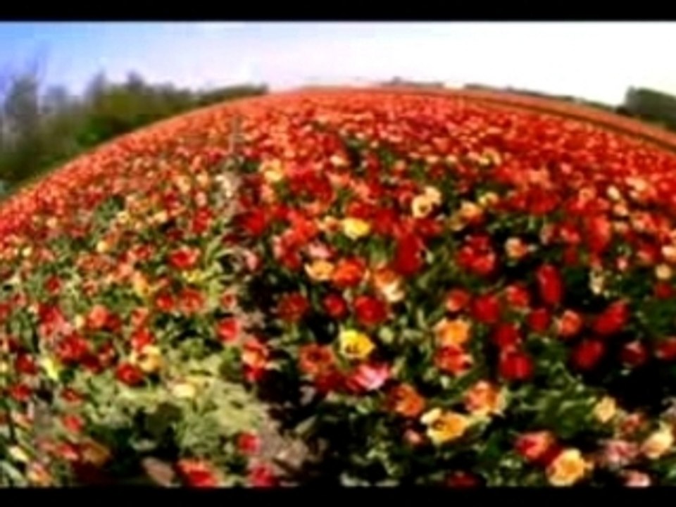 LOVE IS THE SEED AND YOU ARE THE FLOWER