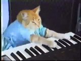 FUNNY VIDEOS Funny Cats Funny Cat Videos Funny Animals _quot;funny videos_quot; _
