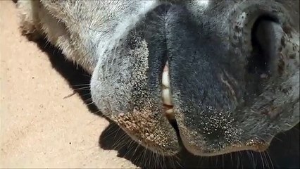 FUNNY VIDEOS, DONKEYS KICKING, JEALOUS DONKEY, FUNNY ANIMALS VIDEOS, CUTE ANIMALS, DONKEYS