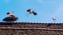 Le retour des cigognes au centre-ville de Mulhouse !