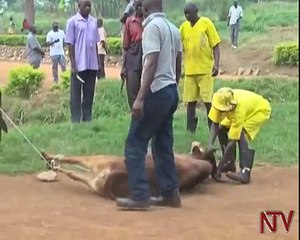 Inmates in Luzira prison get meat for christmas