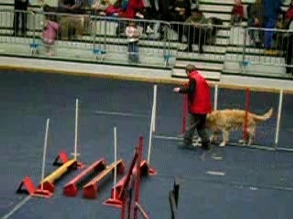 golden retriever en competition
