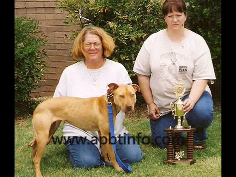 APBT ADBA (pitbull pit bull)