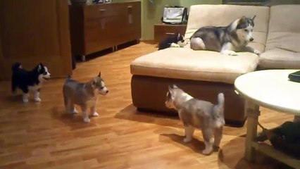 Cette maman Husky apprend à ses petits à s'amuser