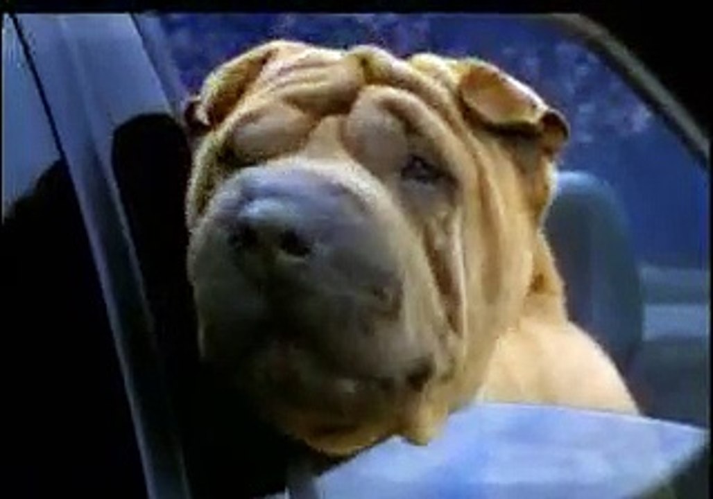 Pub Audi S4 V8 Quattro (Chien)