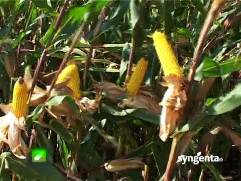 Syngenta – hibridi Pako, Helico, Sycora, Sincero i Gazeta_383_17.01.2015.