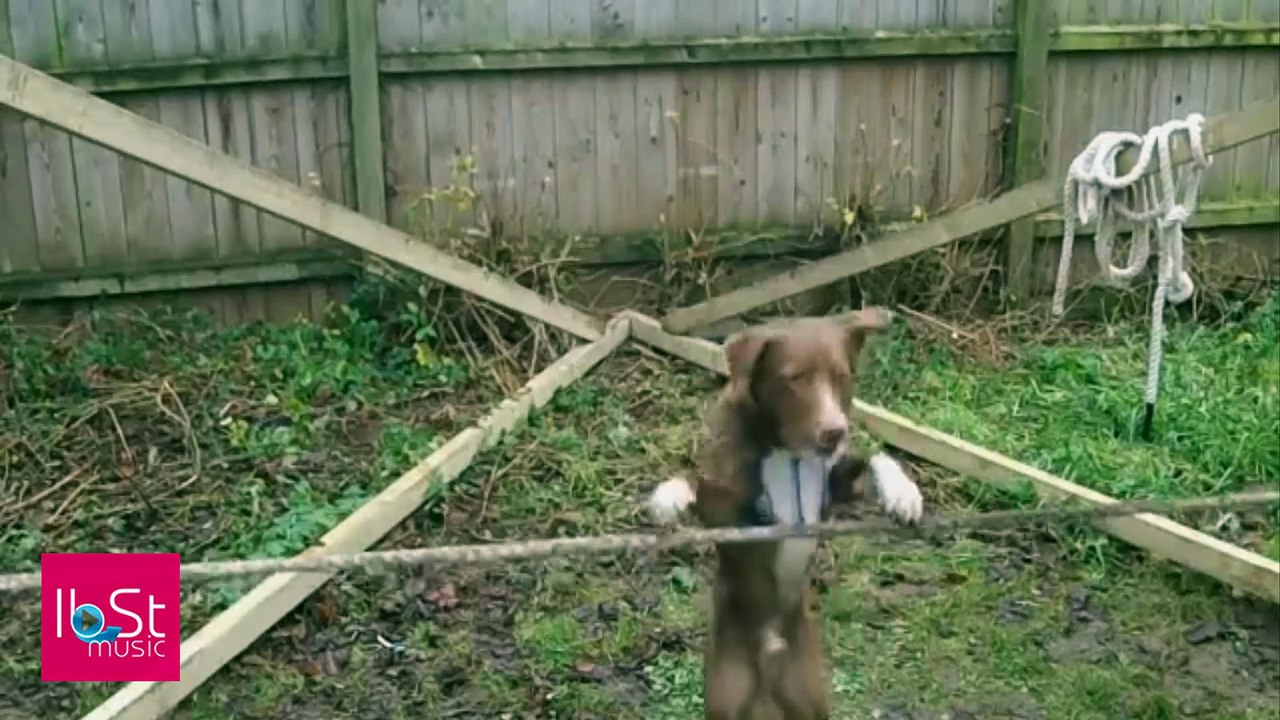This dog's got skillz!