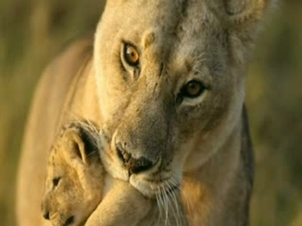 Photographes de l'impossible