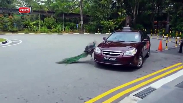 Best Vines Compilation 2015,Best Vines Videos 2014 ULTIMATE Funny Videos