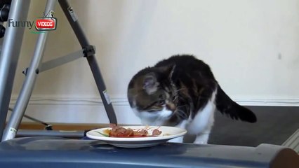 Cat want food! Cat don't get food