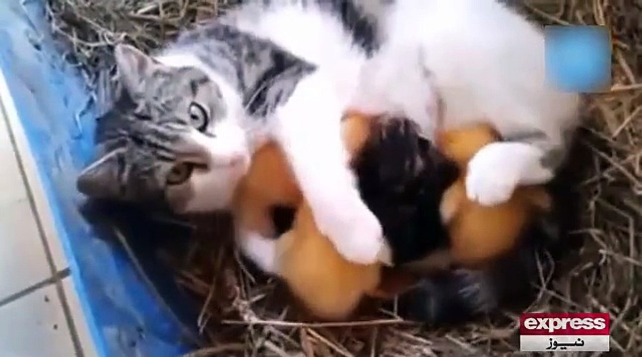Cat also love duck