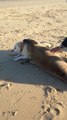 Seal Bellies Up To Dog, Gives It A Big Hug