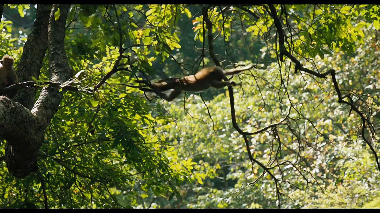 Monkey Kingdom (2015 Trailer)