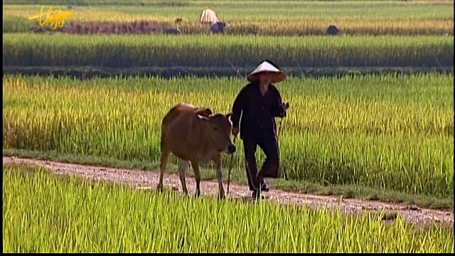 lang toi -nhu quynh