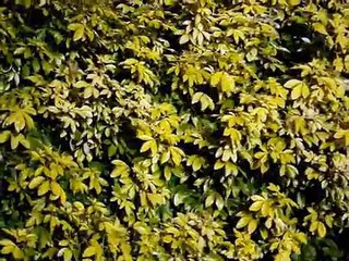 RAVAT PASCAL  JTE JURE SUR TA TETE