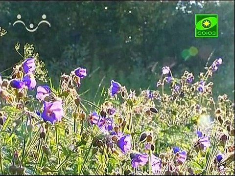 258. Второй Вселенский Собор