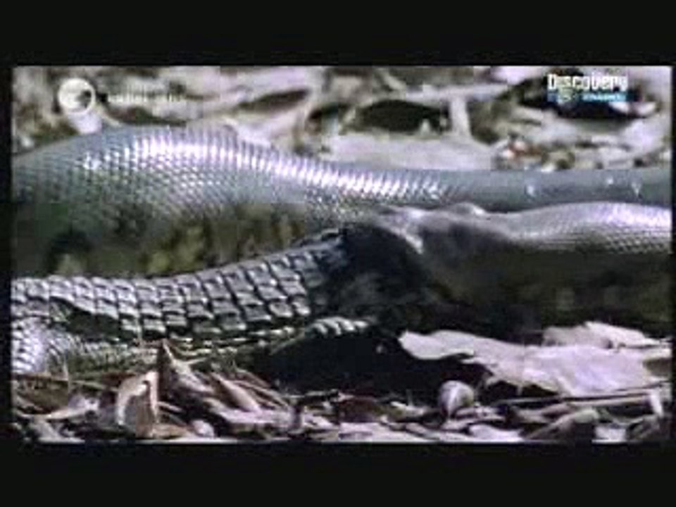 snake vs co