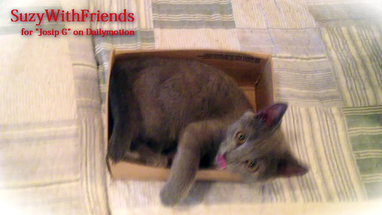 Kitten vs Box