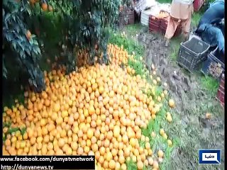 Dunya News - Kot Momin, Sillanwali present beautiful view of Orange gardens