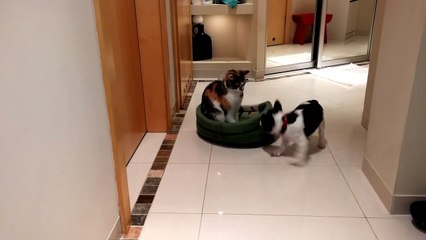 Ce bulldog veut récupérer son panier coûte que coûte