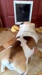 Un Bulldog tente de résoudre un diffcile problème