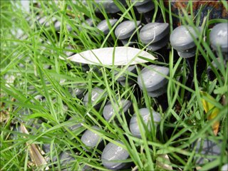 لولوة نجد - احبه كلش