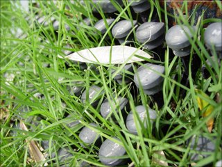 دنيا بطمه - احبه كلش جلسة