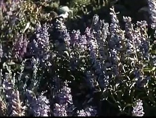 The Northwest United States - A Home Movie From The 1930's