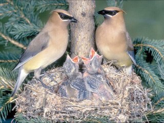 ناتاشا  - احبه كلش جلسة