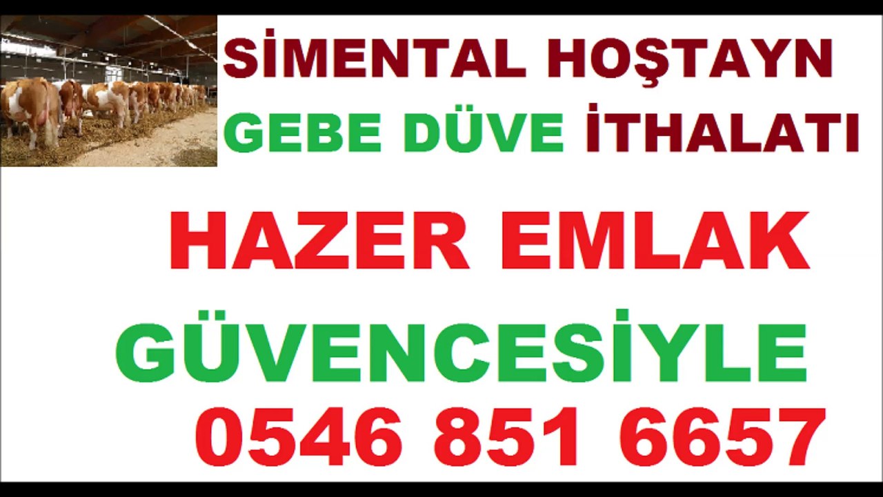 simental dana düve fiyatları - hazer emlak
