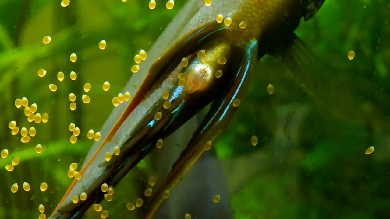 Mes 3 couples de discus