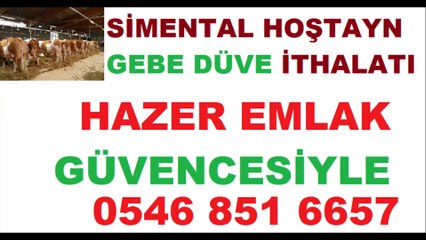 Sakarya Satılık Gebe Düve Hazer Emlak