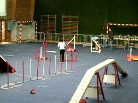 golden retriever en agility