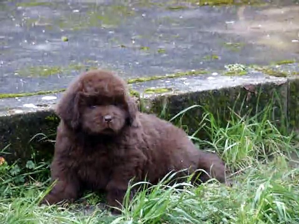 chiots terre neuve marron bronze de l'élevage d...