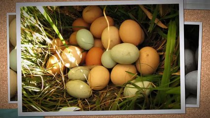 How to Build A Chicken Coop by Bill Keene - Is it a Scam?