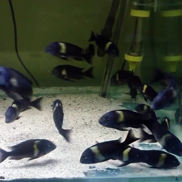 Onur Yıldız Duboisi Maswa