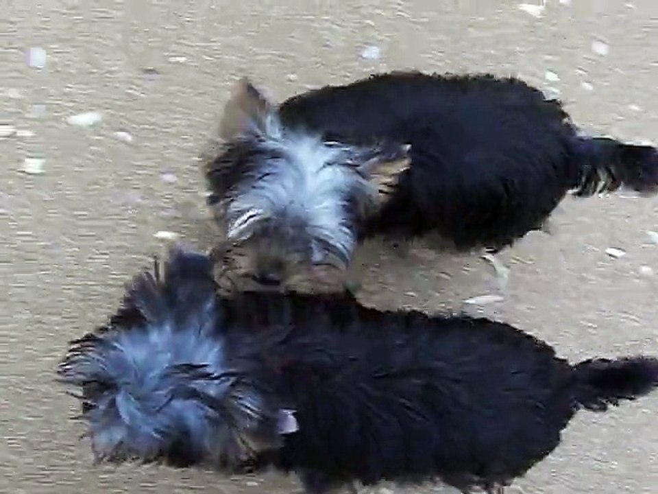 JERRY et JUST ME sur la plage de CABOURG