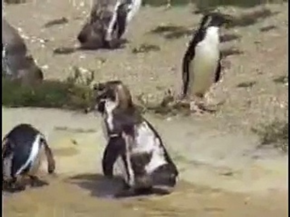 penguin