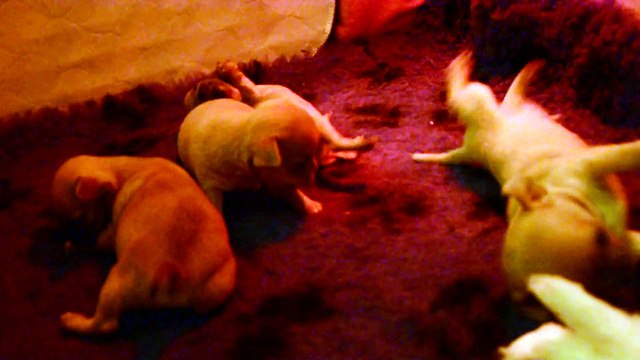 Les bébés chihuahuas poils court du pays de Gulliver