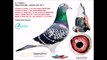 DOLCE STILL NOVO 20.000€uro, najlepszy brat od Dolce Vita 250.000€ KULBACKI RACING PIGEON STUD