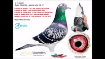 DOLCE STILL NOVO 20.000€uro, najlepszy brat od Dolce Vita 250.000€ KULBACKI RACING PIGEON STUD