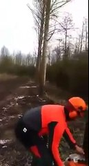 Ce bûcheron coupe les arbres version "domino" ...